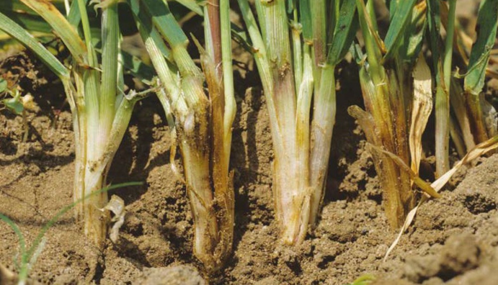Foot rot browning at the base of young barley plants